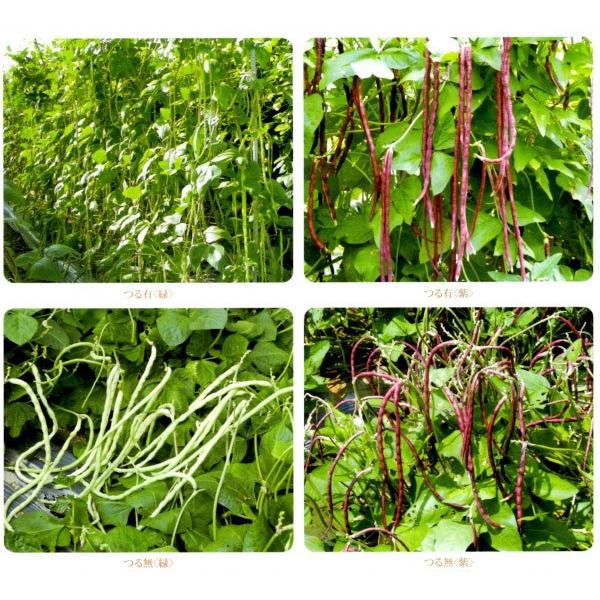 e@܁y񂰂qzit^ocj[J[ɂs