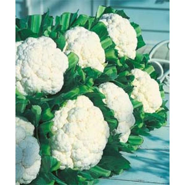 yJt[qz^LCz@Xm[NE@DF܁i1.3mlj