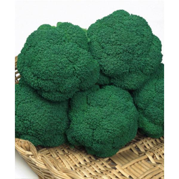 �y�u���b�R���[��q�z�^�L�C��z�@�u�G���f�o�[�r�o�v2000���@�����[�J�[����/����s��