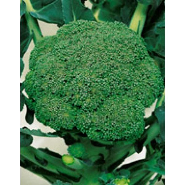 初心者必見！7月に植える野菜｜プランター栽培・種まきのコツをプロが