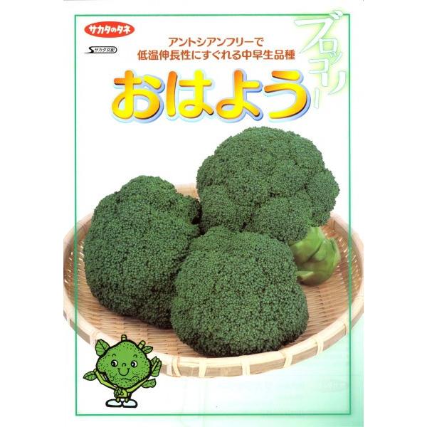緊急値下げ！ブロッコリー（おはよう）種子 5千粒【即日発送可能