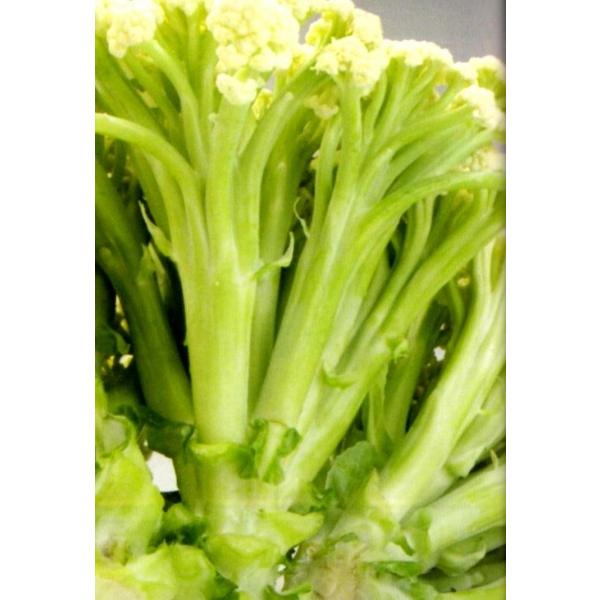 yC^A؂̃^lz_CzigL^cj@OXgC^A@uJt[60v@1000R[g@s