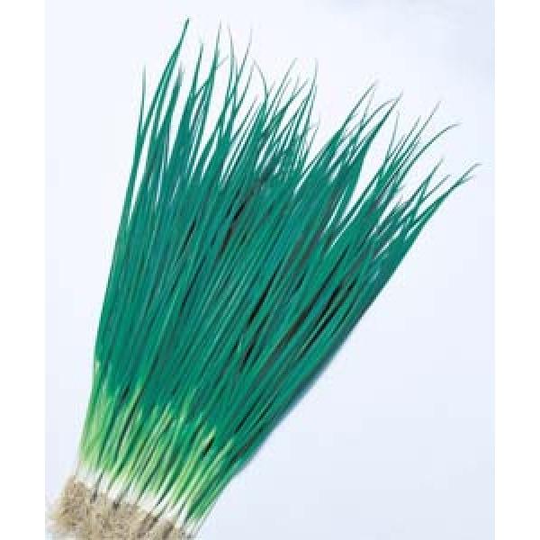 ylMqz^LCz@@ti͂j@GF܁i15mlj