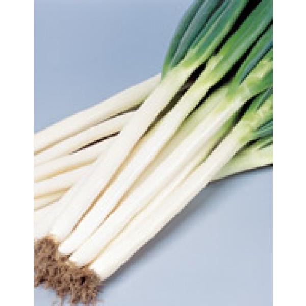 ylMqzTJ^z@@uĐp[iȂjv@i@