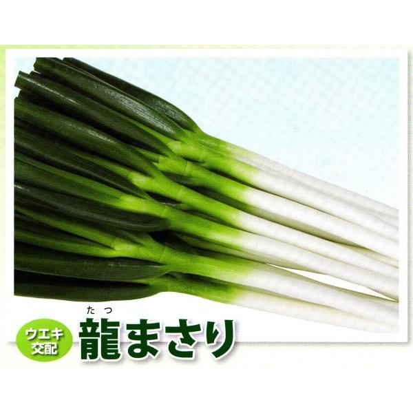 ylMqzEGLz@@u܂vi܂j@6000R[g@s