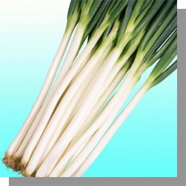ylMqz݂ǋa@ui傤jv@2dl@s