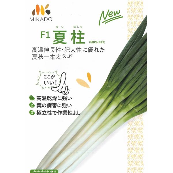 【ながねぎ】 ネギ種子】ヴィルモランみかど 夏柱（なつばしら）ねぎ 2万粒