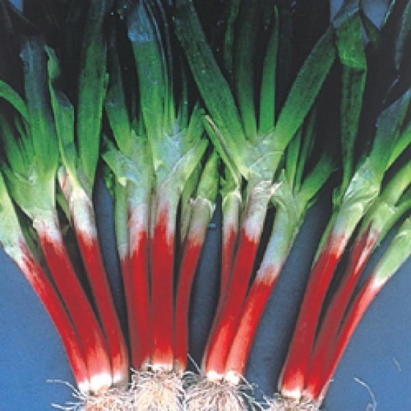 ylMqzgL^c@Ԃ˂@uԂЂv@2@s