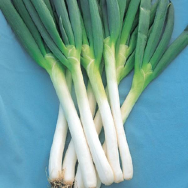 y˂qz_CzigL^cjȂׂS[hiȂׂ񂲁[ǁj܁@oחpނ͑ΏۊO