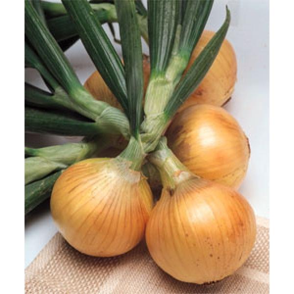 y^}lMqz^LCz@\jbN@2dl@  V^l̂͂6`7ȍ~ƂȂ܂