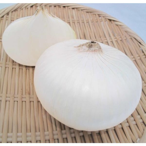 y܂˂qz{_юЁ@zCgxA[@20@8ȍ~̂͂\