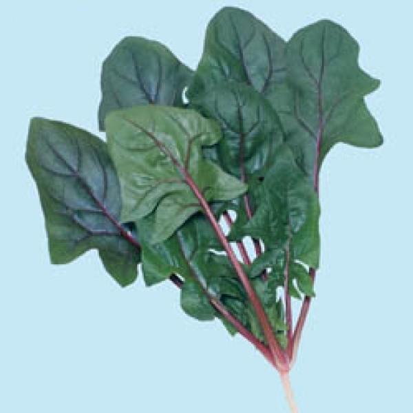 yzE\Eqz^LCz@@T_@1@ii