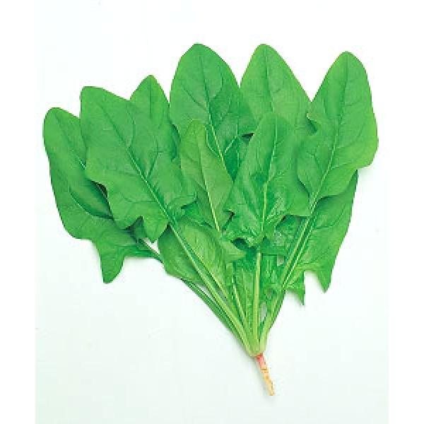 yzE\Eqz@^LCc@uYہi낤܂jv@1bg@V^l̂͂7ȍ~\