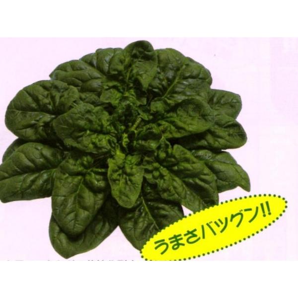 yzE\EqzzinӍ̎j@u~7iӂ䂬肹Ԃjv@30000@@V^l̂͂7ȍ~