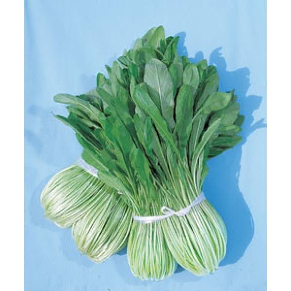 y~uiqz^LCz@ѐp؁i傤ɂ݂Ԃȁj@GF܁i4.5mlj