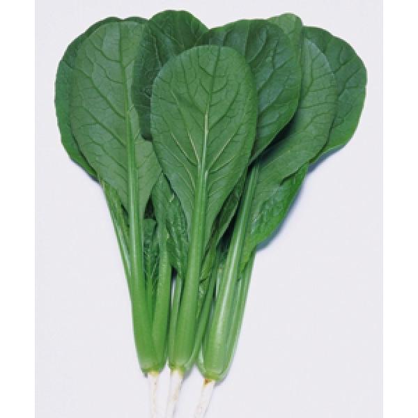 yR}ciqz^LCz@@؁XiȂȂ݁j@GF܁i5mlj