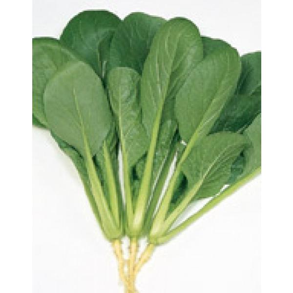 yR}cizTJ^z@@u悷݁v@