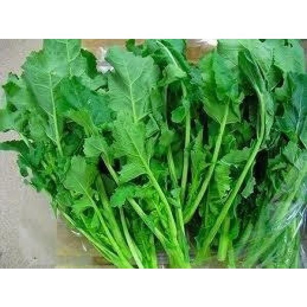 yt؎qz JlRc@u{؁i݂₤ȁjv@20ml@QnF{琬̕i