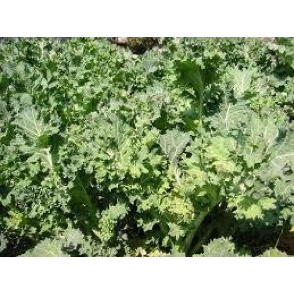 yt؁z ÎY@߂񂭂@@1@8ȍ~ח\