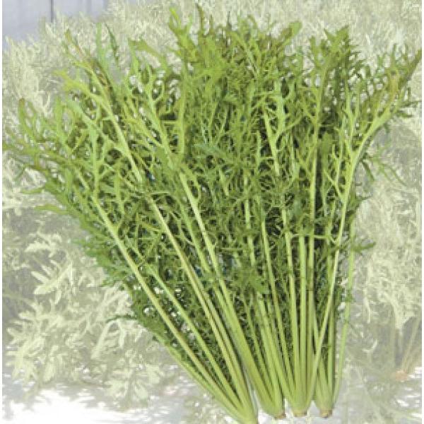 yJViqzgL^c@T_炵؁@12