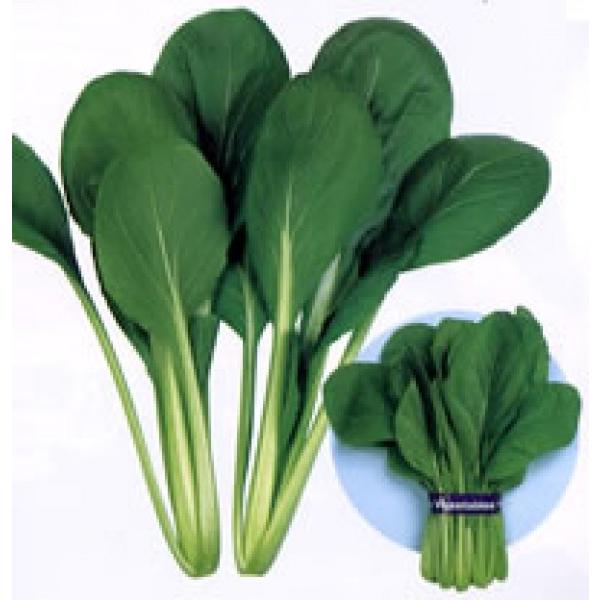 yR}ciqzzinӍ̎j@u͖kiقjv@6.6ml