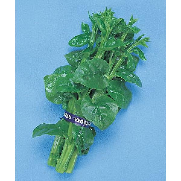 y؎qz@^LCc@@@ނ炳@MF܁i9mlj