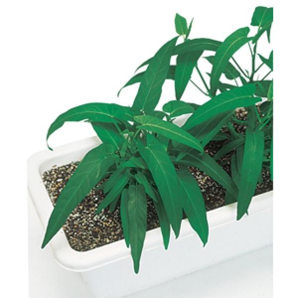 y؎qz@^LCc@GTC@ic؁j񂳂@MF܁i13mlj@i