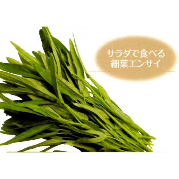 yGTCqz@ȁ`琬it^ocj@nGTC@ȂT_@1bg@[J[ɂs