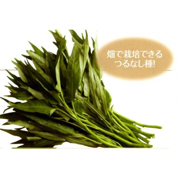 yGTCqzit^ocj@ȂGTC@܁@[J[ɂs