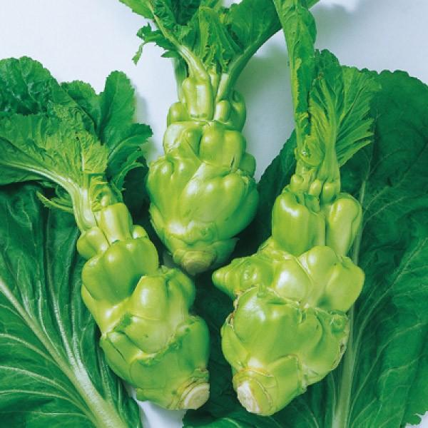 y؁z@l؁i񂴂j@U[TCisᎊHA__؂ƂĂ܂j@5000R[g@s