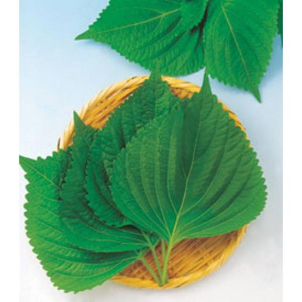 y܎qz@GS}@@20ml@1ȍ~̂͂@