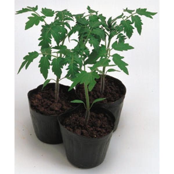 yg}g̑؎qz^LCz@uwp[Mv 25@IWi܁@