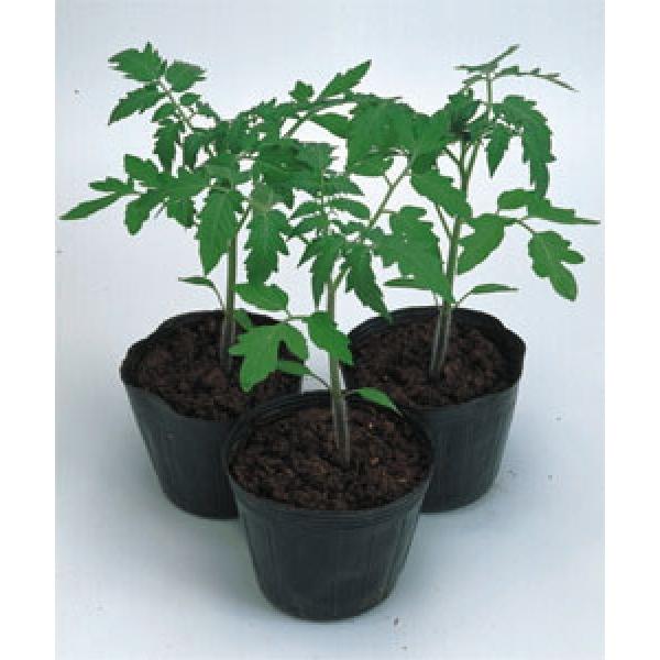 yg}g̑؎qz^LCz@AJ[T  IWi܋l25@12ȍ~̂͂\