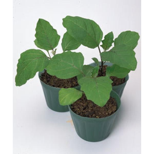 yiX̑؎qz^LCz@uϕaVFiт傤ԂӁjv ܋l20@12ȍ~̂͂\