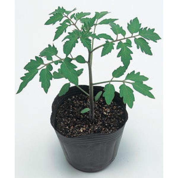 yg}g̑؎qz@^LCz@{`  1000@[J[/s