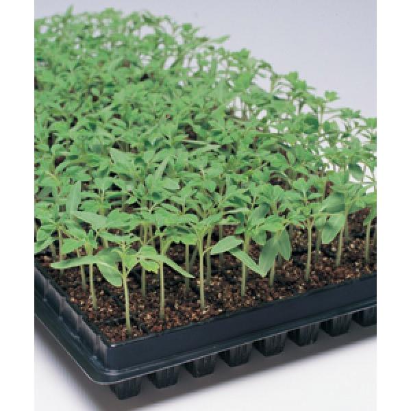 yg}g̑؎qz^LCz@O[K[h@ ܋l100@PVPo^i@12ȍ~̂͂\