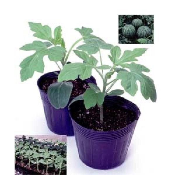 yXCJ̑؎qz^LCz@FRȁiؗp҂傤j200@1ȍ~̂͂\