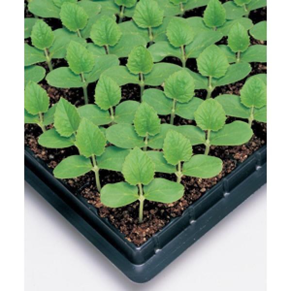 y̑؎qz^LCz@_uK[hEX@50