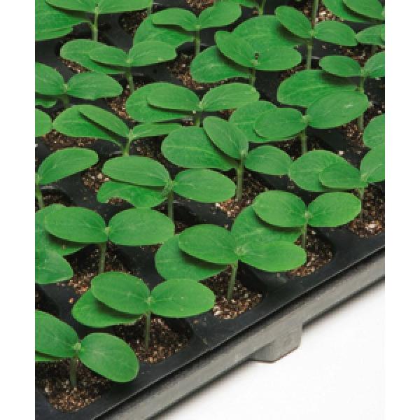 yLȆ؎qz^LCz@GCu@350@[J[/s