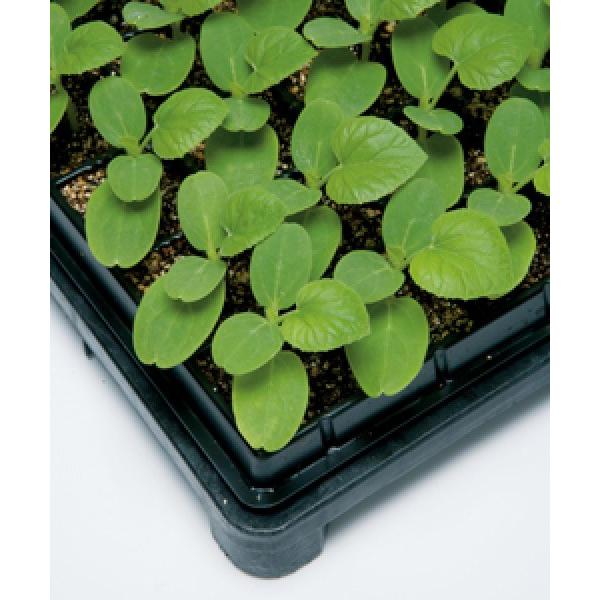 y̑؎qz^LCz@_uK[hp[@50@1ȍ~̂͂\