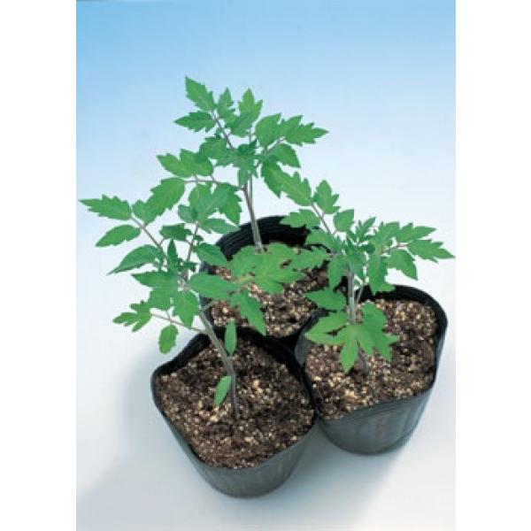 yg}g̑؎qz^LCz@BoAir[oAj20@12ȍ~̂͂\