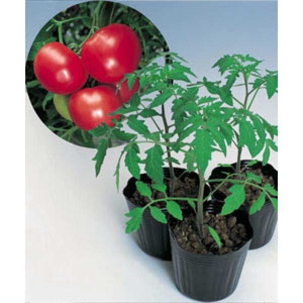 yg}g̑؁z^LCz@xXp  1000@[J[/s