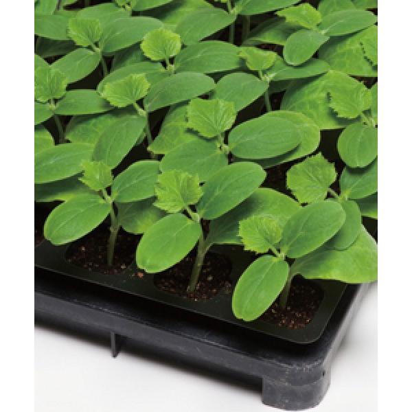 yLȆ؎qz^LCz@tHe@350@[J[/s