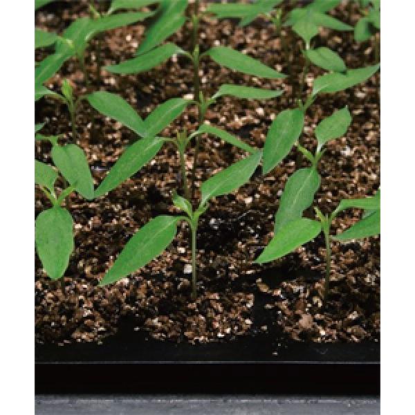 ys[}̑؎qz^LCz@uoM[v50@12ȍ~̂͂\