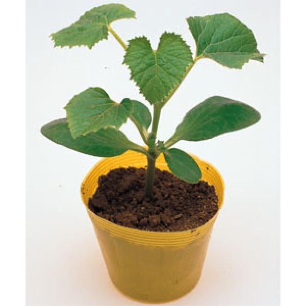 スイカ メロンの台木 タキイ交配 ジャスト 台木用カボチャ オリジナル小袋50粒 1月以降のお届を予定 Buyee Buyee 日本の通販商品 オークションの代理入札 代理購入