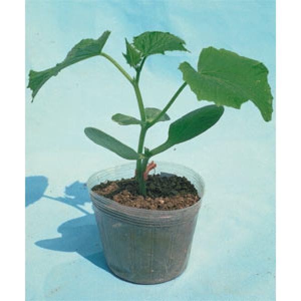 yXCJȆ؎qz^LCz@SԂ (ؗpJ{`j100@1ȍ~̂͂\