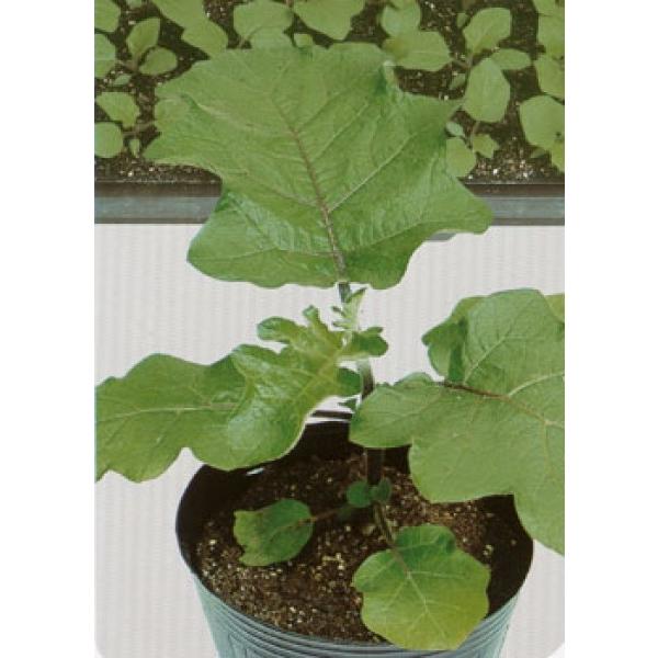 yiX̑؎qz^LCc@giVinC_bVV[hj1000@PVPo^i@L1`2@12ȍ~̂͂\