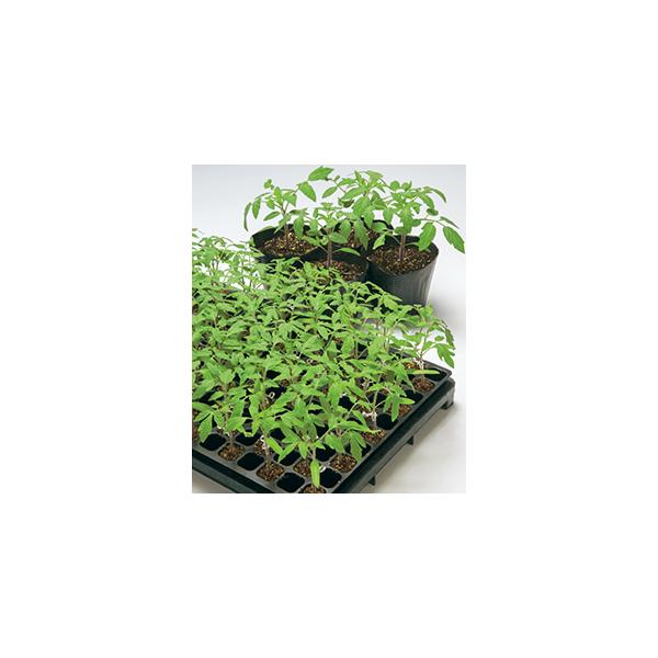 yg}g̑؎qz@^LCz@uLOoAv@IWi20@PVPo^i@12ȍ~̔\