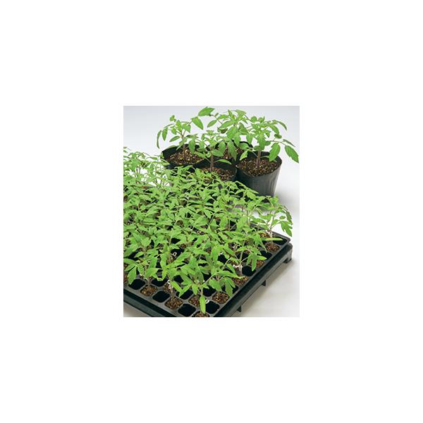 yg}g̑؎qz@^LCz@uLOoAv@1000@PVPo^i@12ȍ~̔\