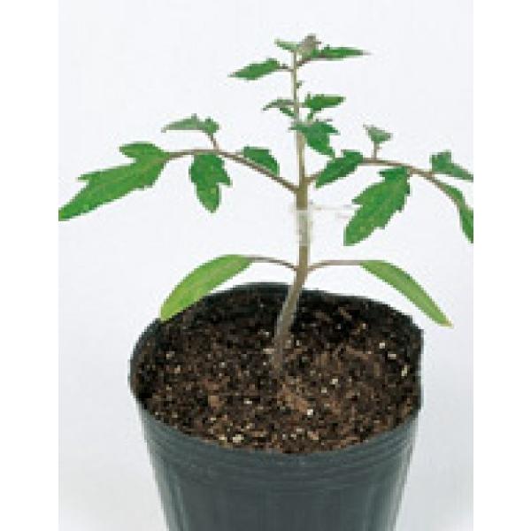 yg}g̑؎qzTJ^z@ubN@PRIMAXq@1000@[J[/s